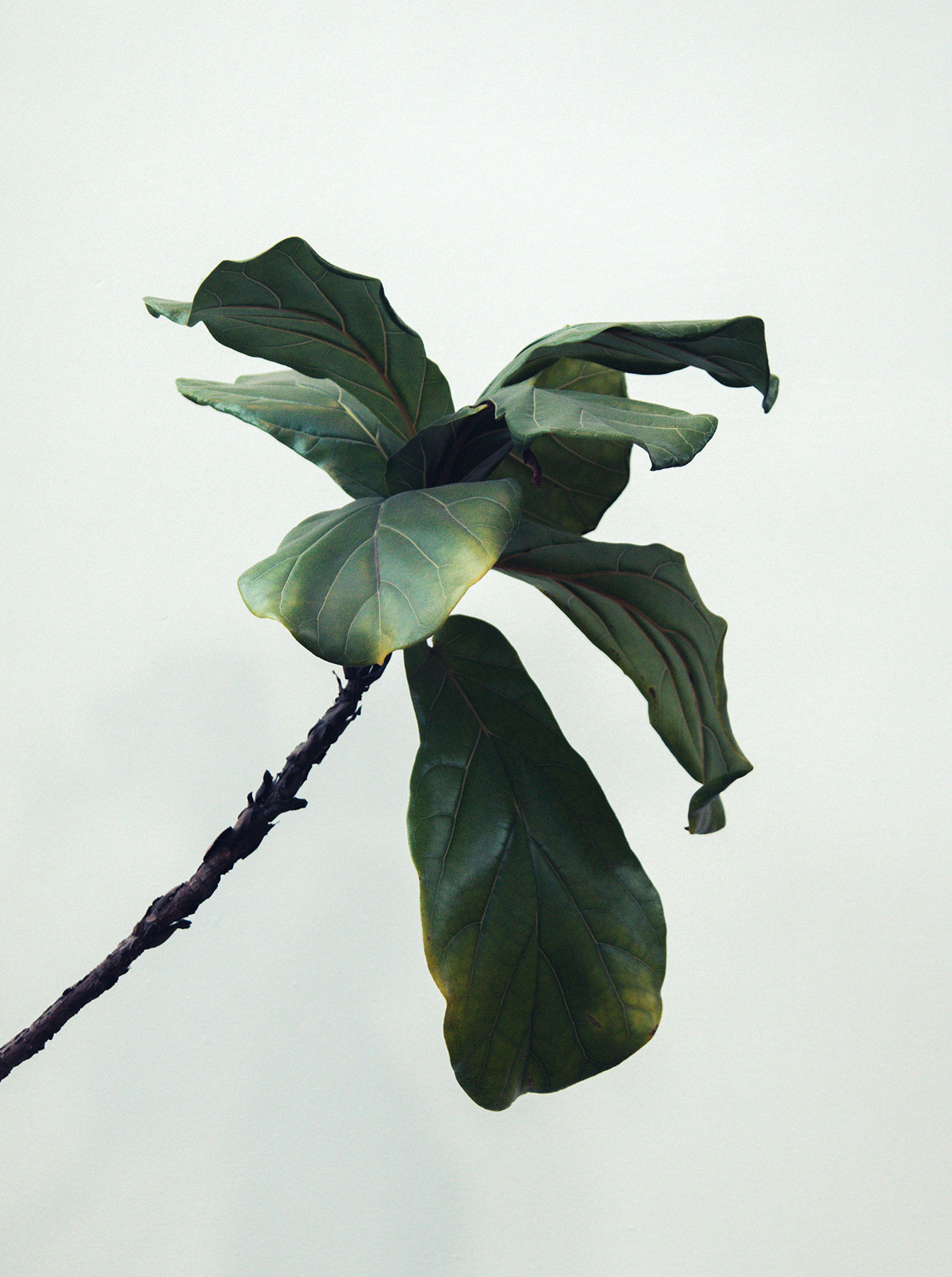Photo d'une plante verte évoquant une végétation tropicale