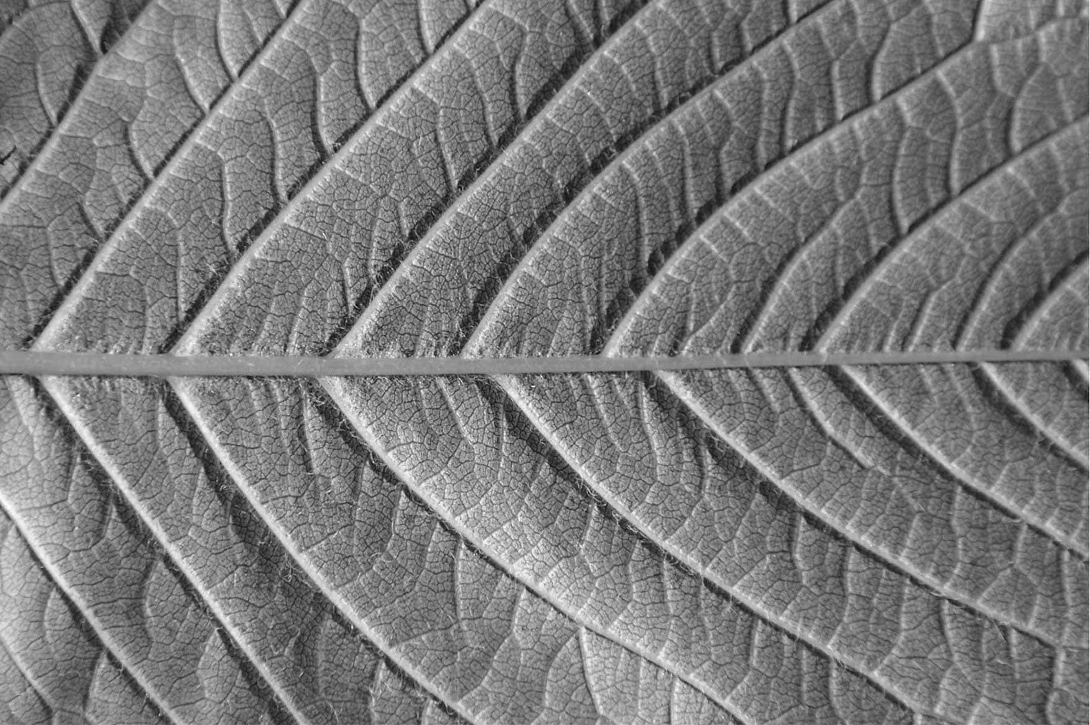 Gros plan en noir et blanc sur une feuille, révélant son réseau de nervures et ses motifs ramifiés.