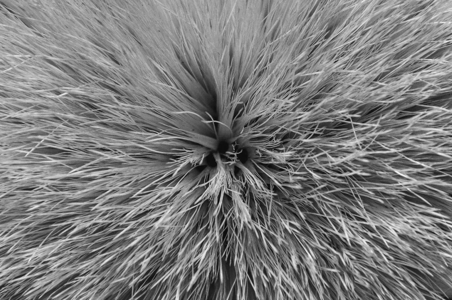 Photographie en noir et blanc d’une texture végétale composée de fines fibres rayonnant depuis un centre.