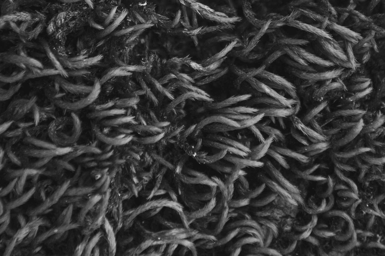 Photographie en noir et blanc d’une texture organique formée de fibres entrelacées et de motifs irréguliers.
