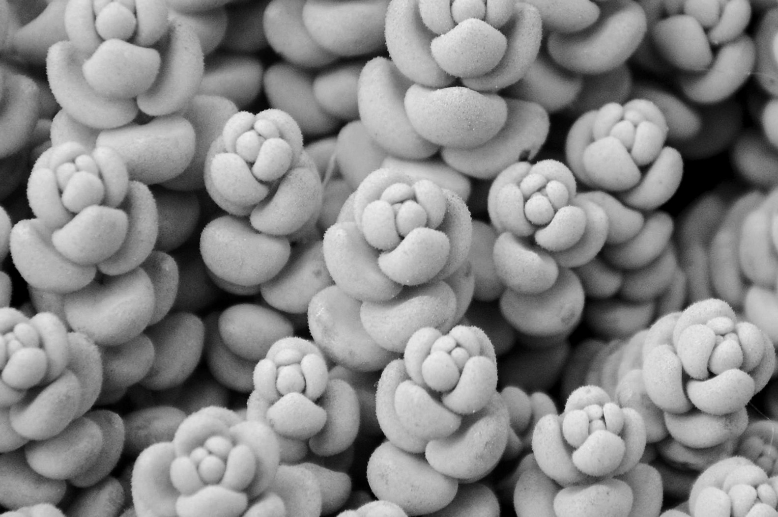 Photographie en noir et blanc de plusieurs plantes succulentes, dont les feuilles forment des motifs répétitifs.