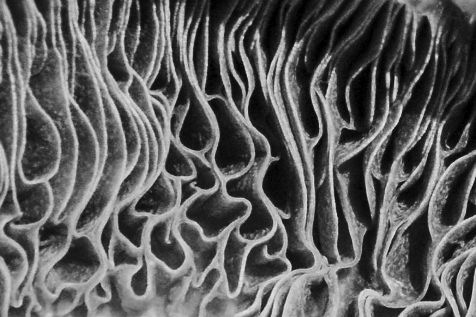Photographie en noir et blanc d’une structure organique aux formes ramifiées et sinueuses, évoquant des nervures naturelles.