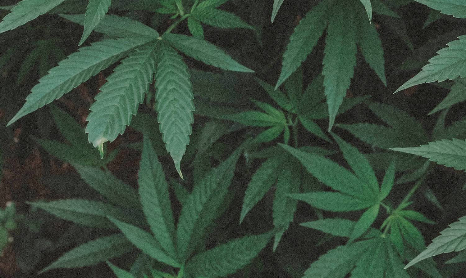 Photo de plusieurs plante de chanvre
