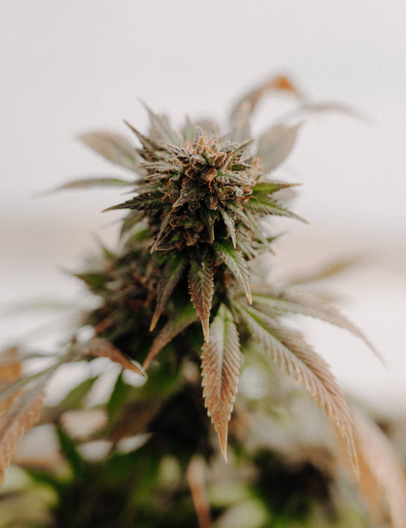 Photo d'une plante de chanvre